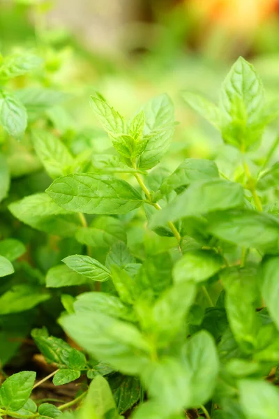 Minzblättergrüne Pflanzen Mit Aromatischen Eigenschaften Anbau Von Nutzpflanzen Selektiver Fokus — Stockfoto