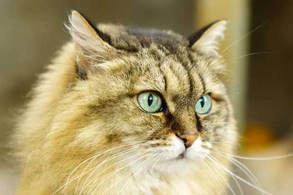 Retrato Gato Marrom Fofo Com Olhos Verdes Natureza Perto Raça — Fotografia de Stock