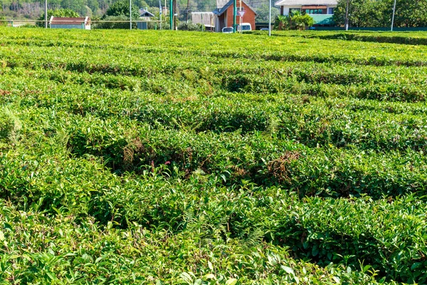 Plantação Chá Verde Fundo Natural Cultivo Chá Colheita Outono — Fotografia de Stock