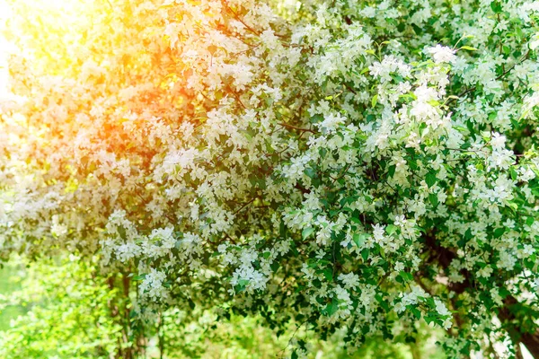 Großer Zweig Mit Weißen Apfelbaumblüten Voller Blüte Einem Sonnigen Frühlingstag — Stockfoto