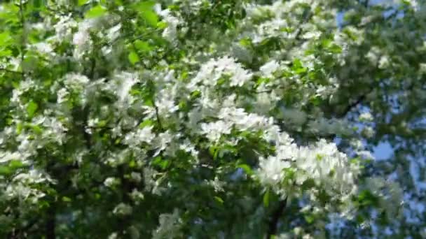 La manzana blanca florece en un árbol. enfoque selectivo temporada de primavera. Lento mo — Vídeos de Stock