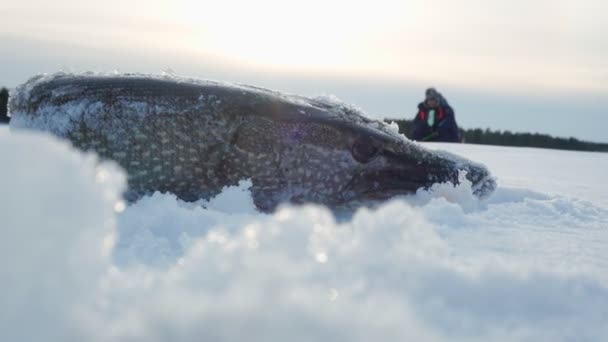 Grande lúcio do norte Esox Lúcio. pesca de inverno. Troféu de pesca — Vídeo de Stock