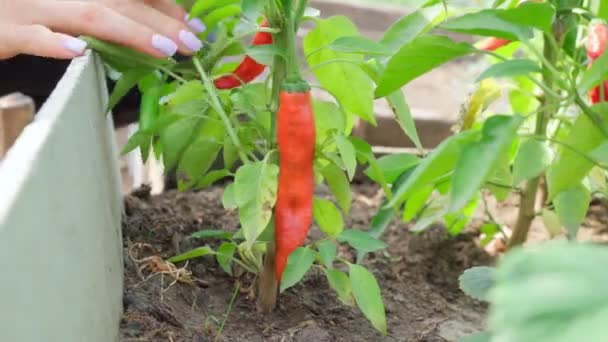 Mogen röd paprika som hänger på växten i en grönsaksträdgård. Ekologisk skörd av grönsaker. — Stockvideo