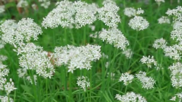 Blühendes Feld auf abstrakten im Frühling, florales Konzept. Landschaft, Kopierraum. — Stockvideo