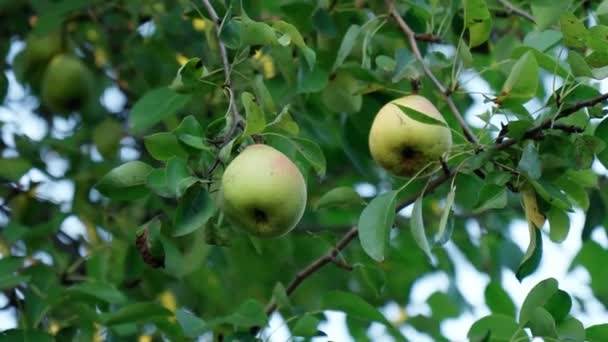 Poires biologiques en milieu naturel. Culture de poires dans le jardin d'été. Focus sélectif. — Video