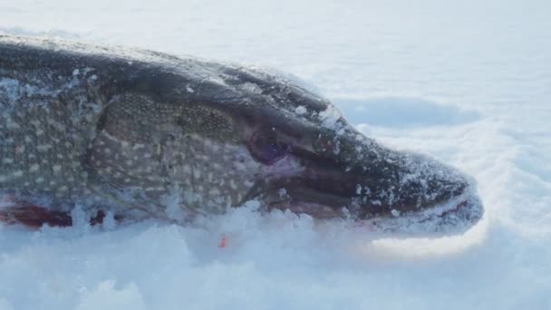 Buzda balık. Kuzey turna balığı. Soğuk kış zamanında. Kapat. — Stok video