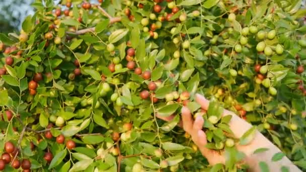 Fruits bruns mûrs de Ziziphus jujuba avec des feuilles sur une branche de datte chinoise. Gros plan. Gelée de fruits exotique. Concept de nature. — Video