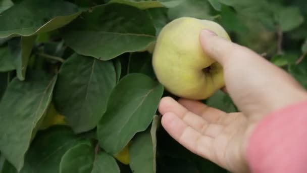 Quince harvest in autumn tree with green leaves. Close-up — Stock Video