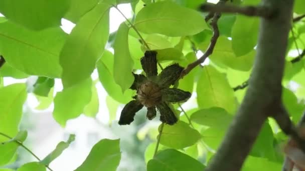 Harvesting walnuts from a tree. Modern Homesteading. Selective focus — Stock Video