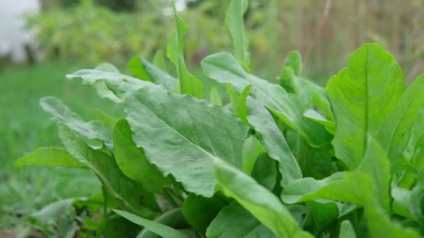 A man manually harvests grown sorrel, healthy, organic, natural food. Selective focus — Stock Video