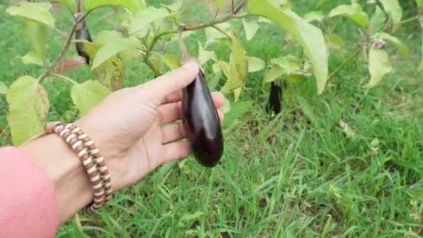 As verduras de berinjela crescem no campo aberto em um arbusto. Cultivando uma safra de legumes. Foco seletivo — Vídeo de Stock