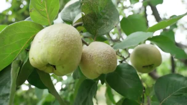 Quince frukter växer på en kvitten träd med gröna blad. Selektiv inriktning — Stockvideo