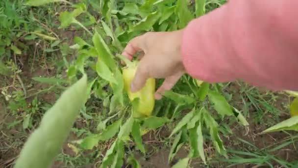 Mogen grön paprika som hänger på växten i en grönsaksträdgård. Pov video — Stockvideo