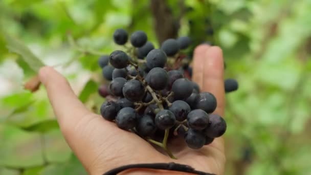La vigne dans les vignobles. Raisin noir en plantation de près. Concentration sélective — Video