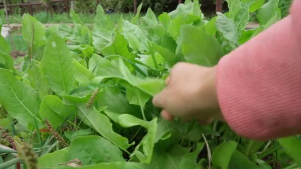 Ekologický sorrel rostoucí v zahradě Zelené šťavelové listy na záhonu pro pěstování zemědělských rostlin. Selektivní zaměření — Stock video