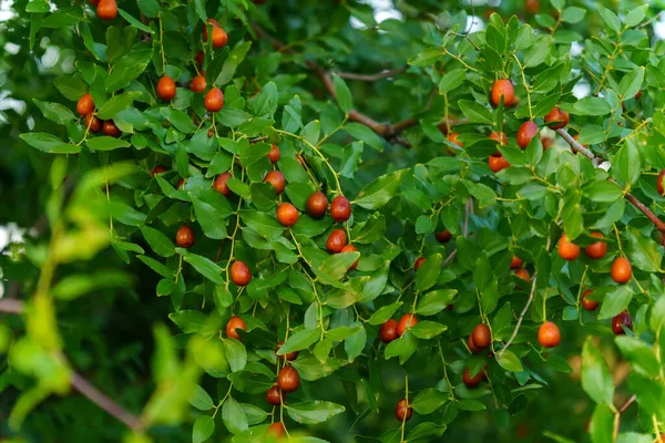 Chinese date, ziziphus jujuba, commonly called jujube, red date. Hanging on a branch, harvest