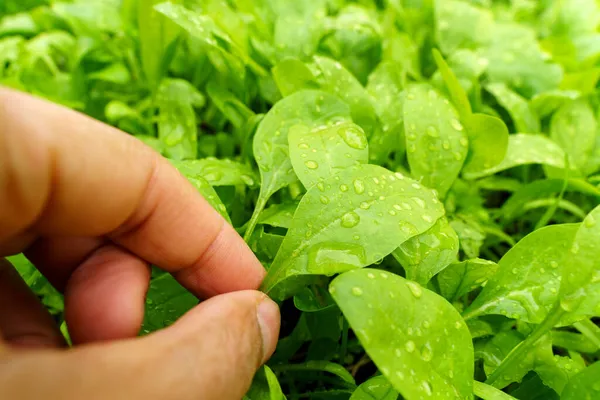 Daun Bayam Tumbuh Taman Musim Semi Dengan Tetes Air Pada — Stok Foto