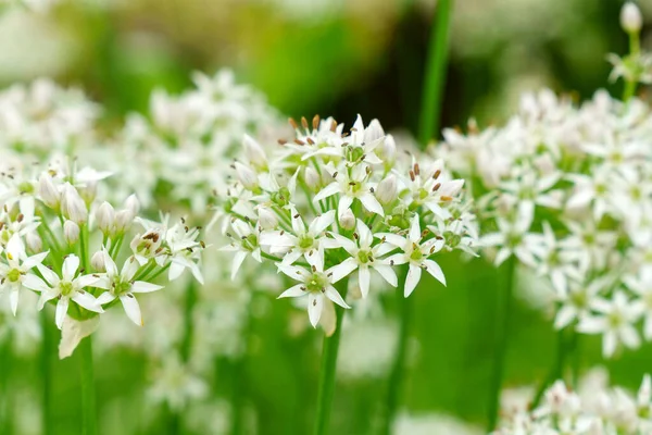 Kwitnące Białe Kwiaty Dziki Czosnek Allium Ursinum Roślin Zbliżenie Rolnictwo — Zdjęcie stockowe