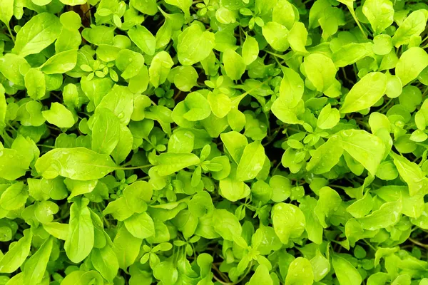 新鮮なほうれん草の葉 選択的な焦点 健康的なビタミン食品の概念 — ストック写真