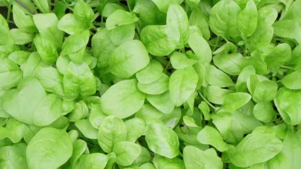 Spinazie blad groeien in de voorjaarstuin, met waterdruppels op, biologisch voedsel en zelfvoorziening concept. Selectieve focus — Stockvideo