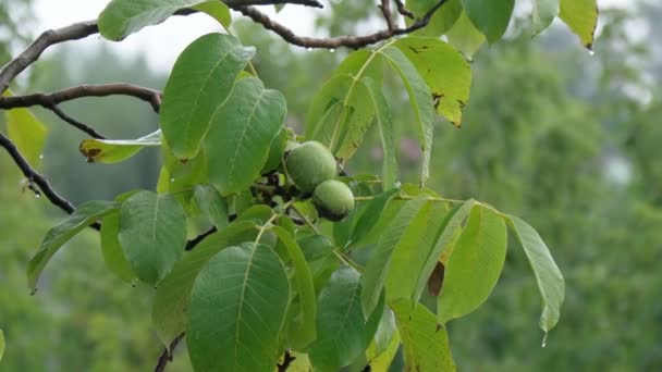 Walnut é a noz de qualquer árvore do gênero Juglans Family. Depois da chuva. — Vídeo de Stock