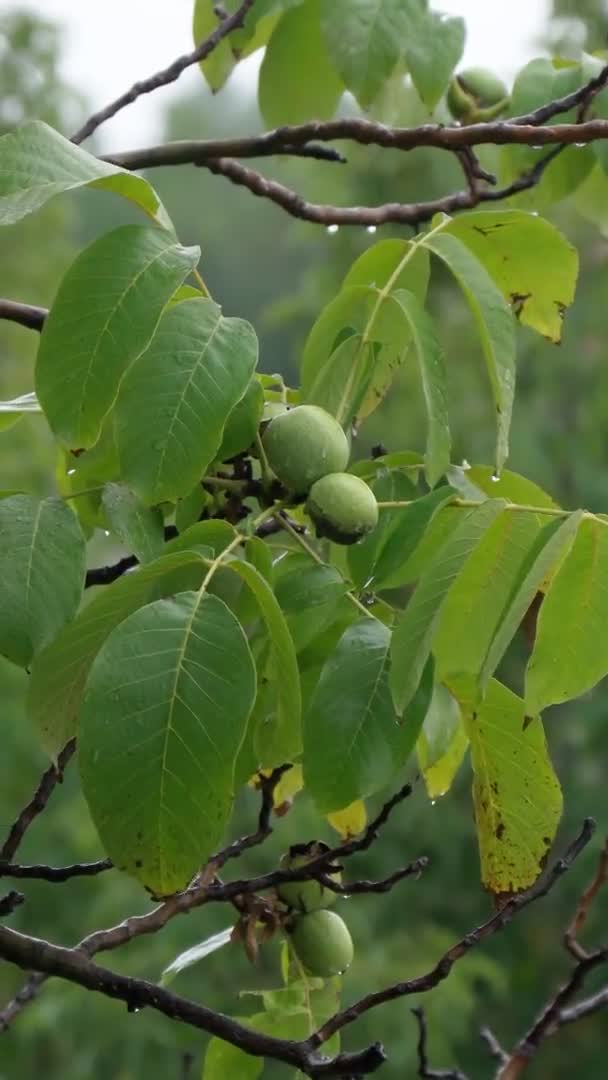 Το καρύδι είναι το καρύδι κάθε δέντρου του γένους Juglans Family. Μετά τη βροχή. Κάθετη βίντεο — Αρχείο Βίντεο