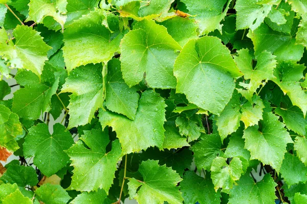 Καλλιεργούν Πράσινα Αμπελόφυλλα Μετά Βροχή Σταγόνες Νερού Βρεγμένα Φύλλα Σταφυλιών — Φωτογραφία Αρχείου