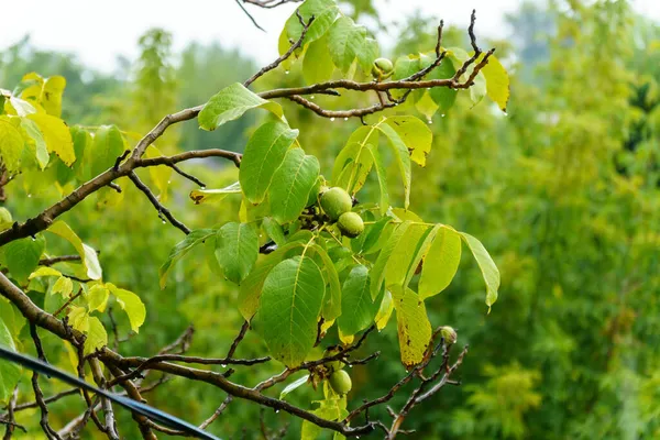 Πράσινα Άγουρα Καρύδια Κρέμονται Ένα Κλαδί Πράσινα Φύλλα Και Άγουρο — Φωτογραφία Αρχείου