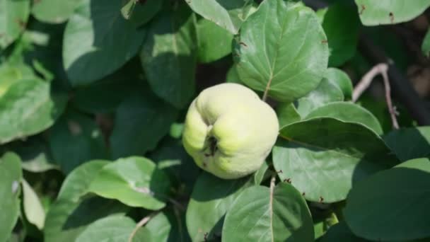 Quince frukter växer på en kvitten träd med gröna blad. Selektiv inriktning — Stockvideo