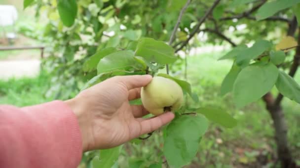 Quince fruits grow on a quince tree with green leaves. Selective focus — Stock Video