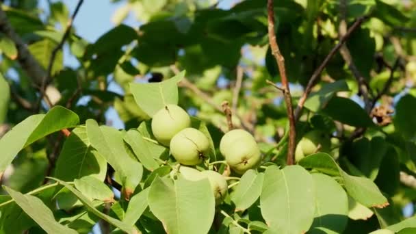 クルミはユグラン科ユグラン属の木の実です。ユグラン科,ユグラン属地域. — ストック動画