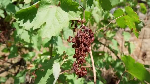 Clusters van bedorven rotte druiven hangen aan een struik. Droogte, bedorven oogst — Stockvideo