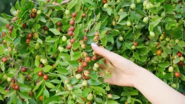 Dojrzałe brązowe owoce Ziziphus jujujuba z liśćmi na chińskiej gałęzi datownika. Zbliżenie. Egzotyczne drzewo galaretki owocowej. Pojęcie natury. — Wideo stockowe