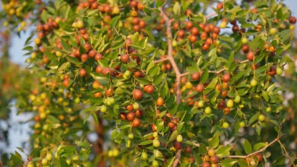 Ziziphus jujuba, beter bekend als jujube, rode datum. Planten, Biologische Tuin — Stockvideo