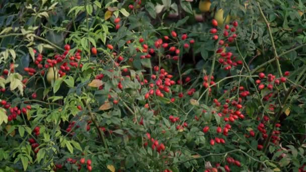 Rosehip fruits Rosa canina . Wild rosehip in nature. Selective focus — Stock Video