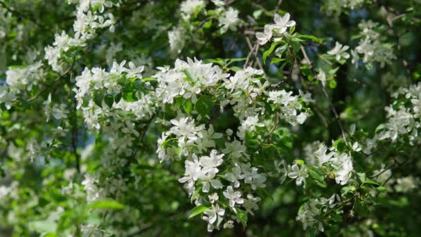 Wiosenne tło z kwitnącymi gałęziami jabłoni. Białe płatki. Skupienie selektywne, skupienie selektywne — Wideo stockowe
