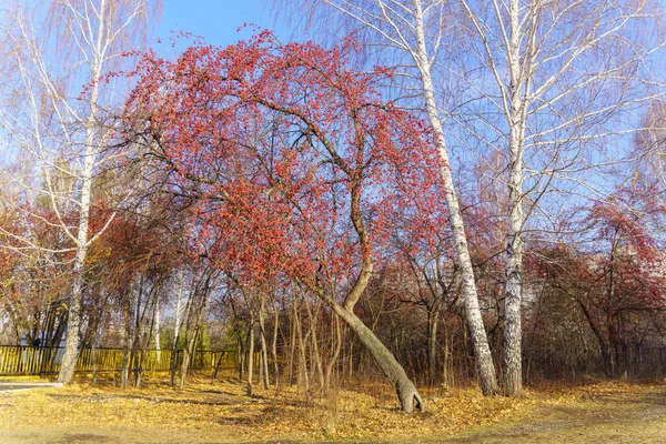 Φθινοπωρινό Πάρκο Τοπίο Τοπίο Δασικού Τοπίου Την Ηλιόλουστη Μέρα Φόντο — Φωτογραφία Αρχείου