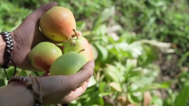 Mâinile ţin pere coapte. Recoltarea fructelor. Grădinărit și mere în creștere — Videoclip de stoc
