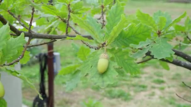 Acorns ovoce na dubu větev listí na rozmazaném pozadí. — Stock video