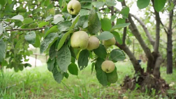 Pigwa Cydonia oblonga jest drzewa liściaste pomefruit. Zbiory w ogrodzie, ostrość selektywna — Wideo stockowe