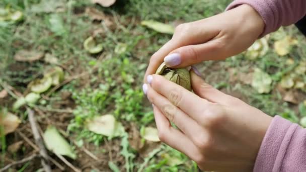 Kvinnliga bondehänder rengör valnötter, skörd. Selektiv inriktning — Stockvideo