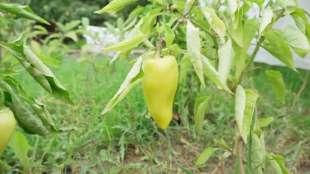 Reife grüne Paprika hängen in einem Gemüsegarten an der Pflanze. Bio-Öko-Gemüse ernten. — Stockvideo