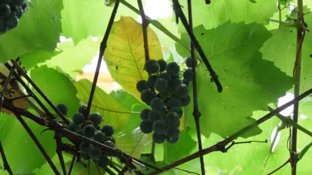 Ripe grapes on vine growing in a vineyard at sunset time, selective focus. — Stock Video