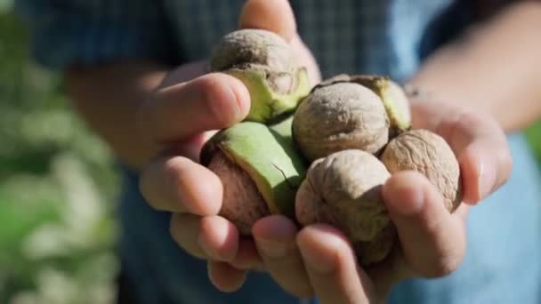Συγκομιδή ώριμων καρυδιών στα χέρια ενός αρσενικού αγρότη το φθινόπωρο. Επιλεκτική εστίαση — Αρχείο Βίντεο