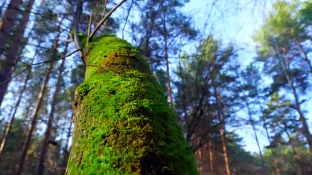 Jasnozielony mech dorastał na drzewie i w lesie. Skupienie selektywne — Wideo stockowe