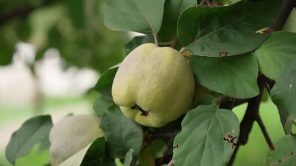 Quince are ready to harvest on the quince tree. Organic and healthy selective focus — Stock Video