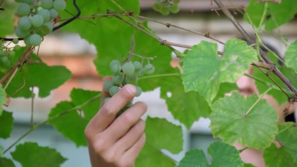 Ett gäng vita druvor på vinskörden. Närbild av färsk rödvinsdruva på gården. — Stockvideo