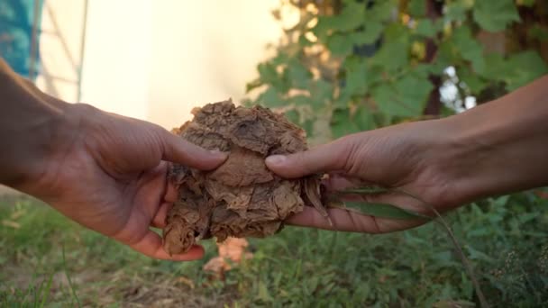 農業農家はタバコや葉巻を作るために乾燥タバコの葉。選択的焦点. — ストック動画