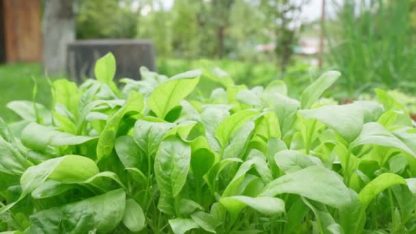 Свіже листя шпинату, вибірковий фокус. Концепція здорової вітамінної їжі . — стокове відео