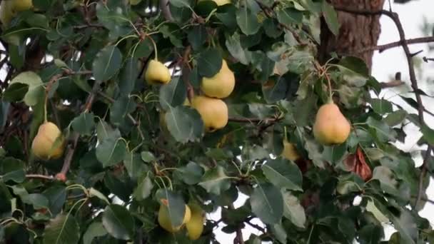 Hrušky na stromě. Koncept zdravého stravování, vegetariánská strava ze syrového jídla. Podzimní večer. — Stock video